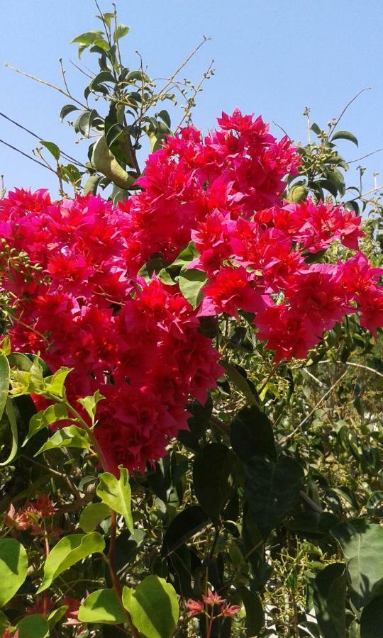 פלקסטרון Hiona Cottage מראה חיצוני תמונה